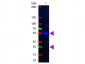 Anti-Swine IgG (H&L)  (Fluorescein Conjugated) Secondary Antibody
